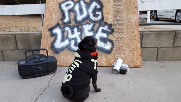 /Images/uploads/PUG NATION RESCUE OF LOS ANGELES/pugnationcalendar/entries/2335.jpg